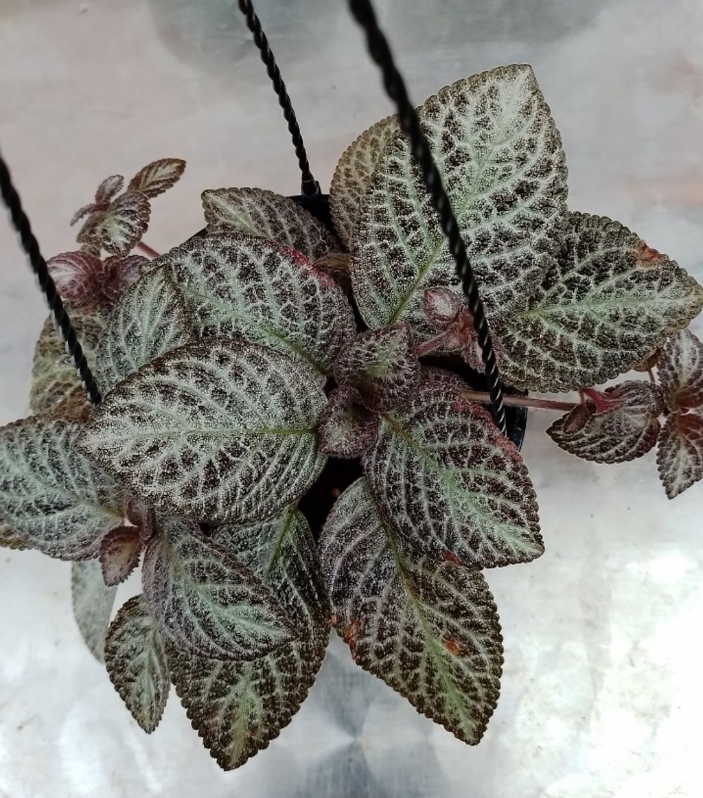 Screenshot_20230208-003126_Gallery