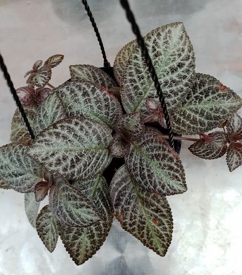 Screenshot_20230208-003126_Gallery