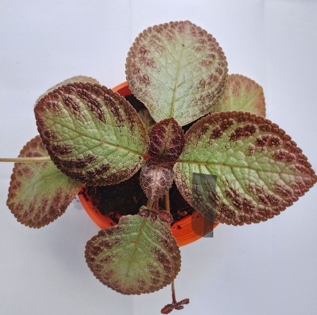 Screenshot_20230208-004311_Gallery