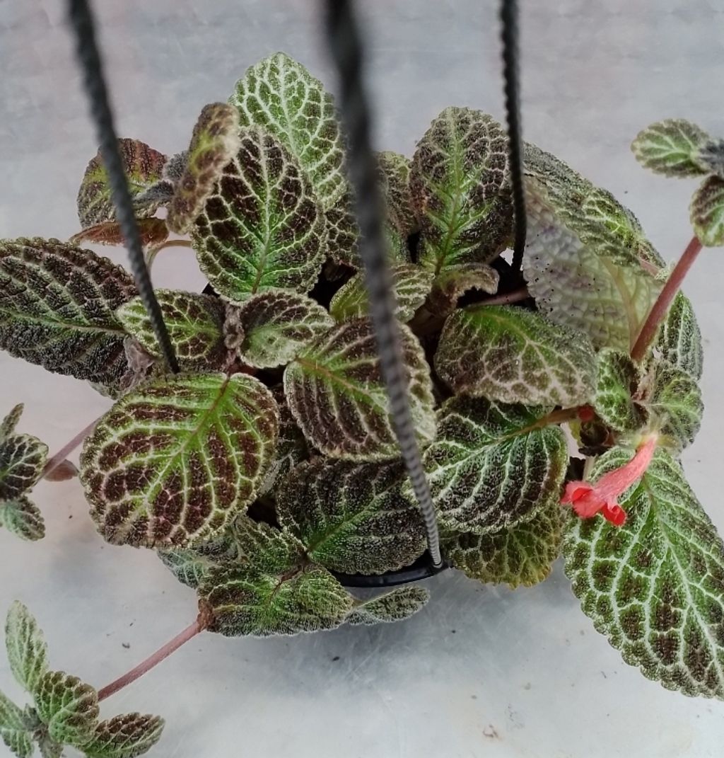 Screenshot_20230208-005114_Gallery