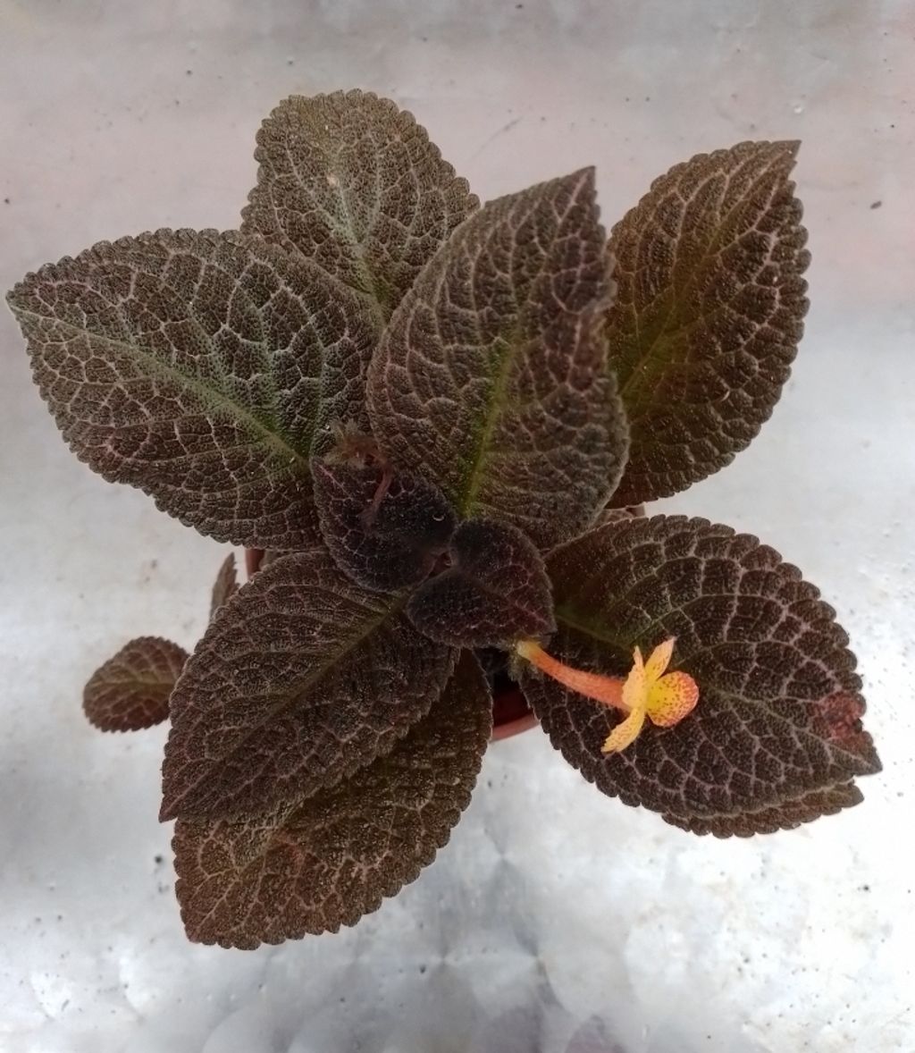 Screenshot_20230208-005435_Gallery