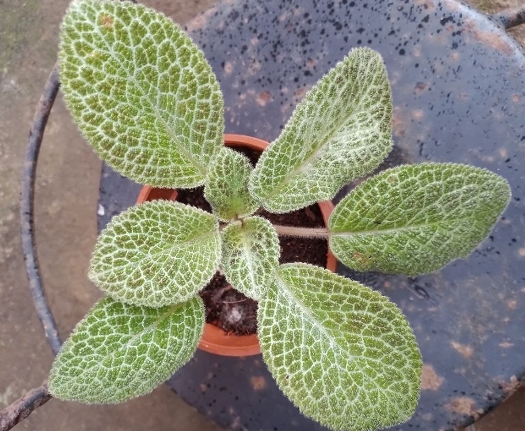 Screenshot_20230208-005937_Gallery