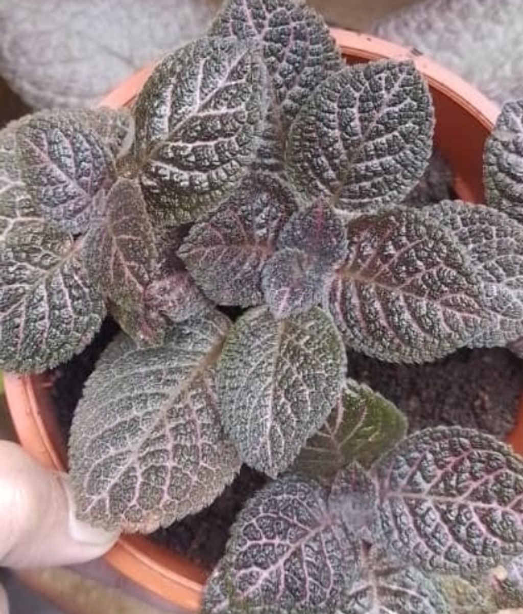 Screenshot_20230208-010622_Gallery