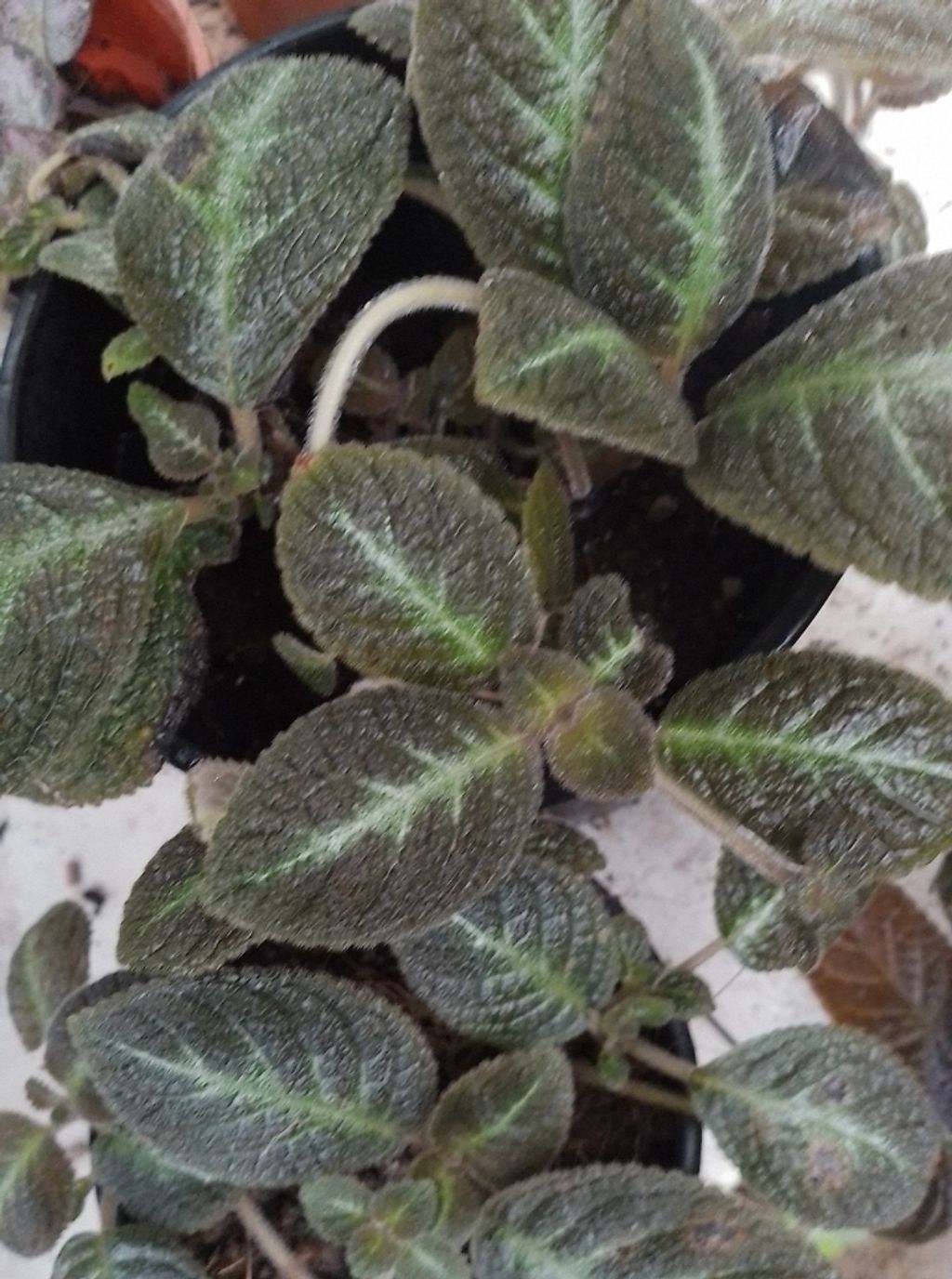 Screenshot_20230208-011035_Gallery