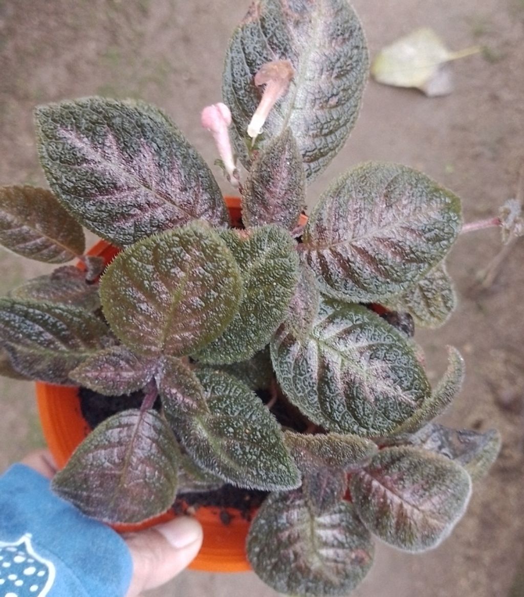 Screenshot_20230208-011327_Gallery