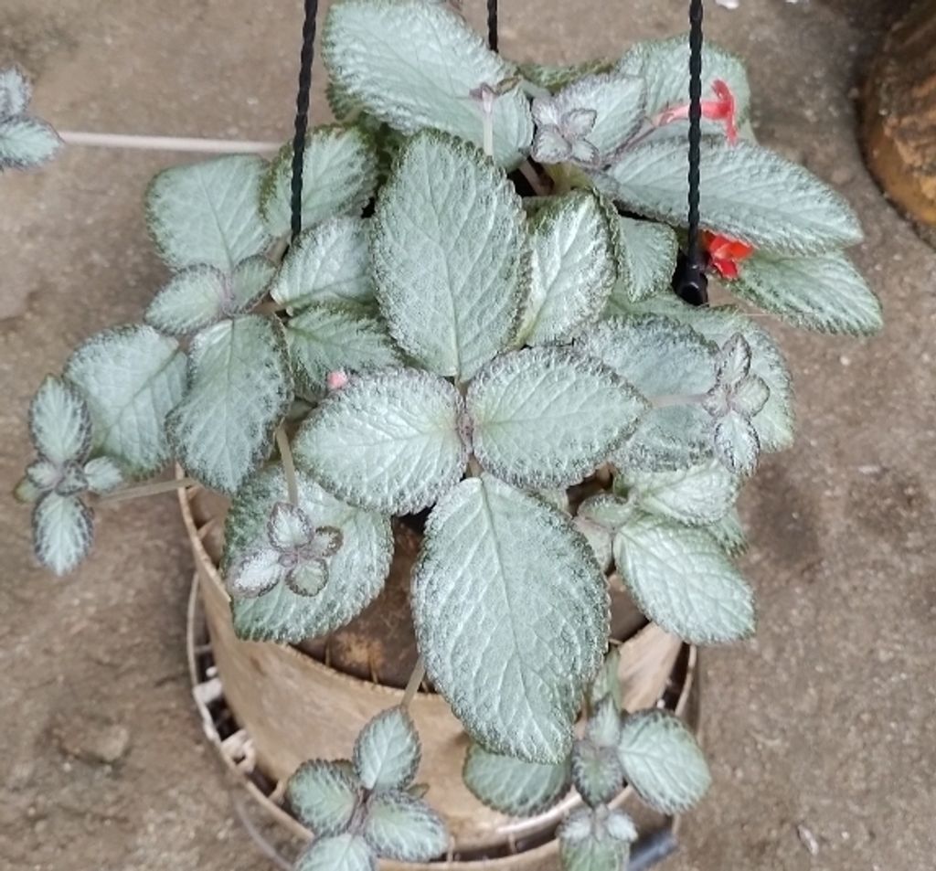 Screenshot_20230208-013238_Gallery