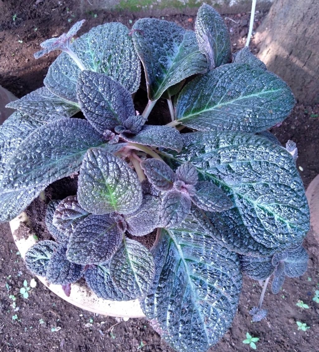 Screenshot_20230208-014827_Gallery