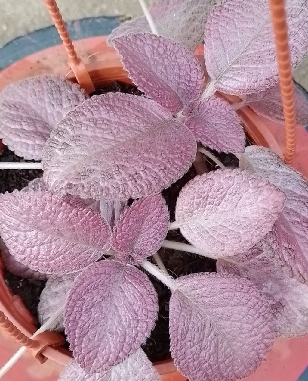 Screenshot_20230208-024107_Gallery