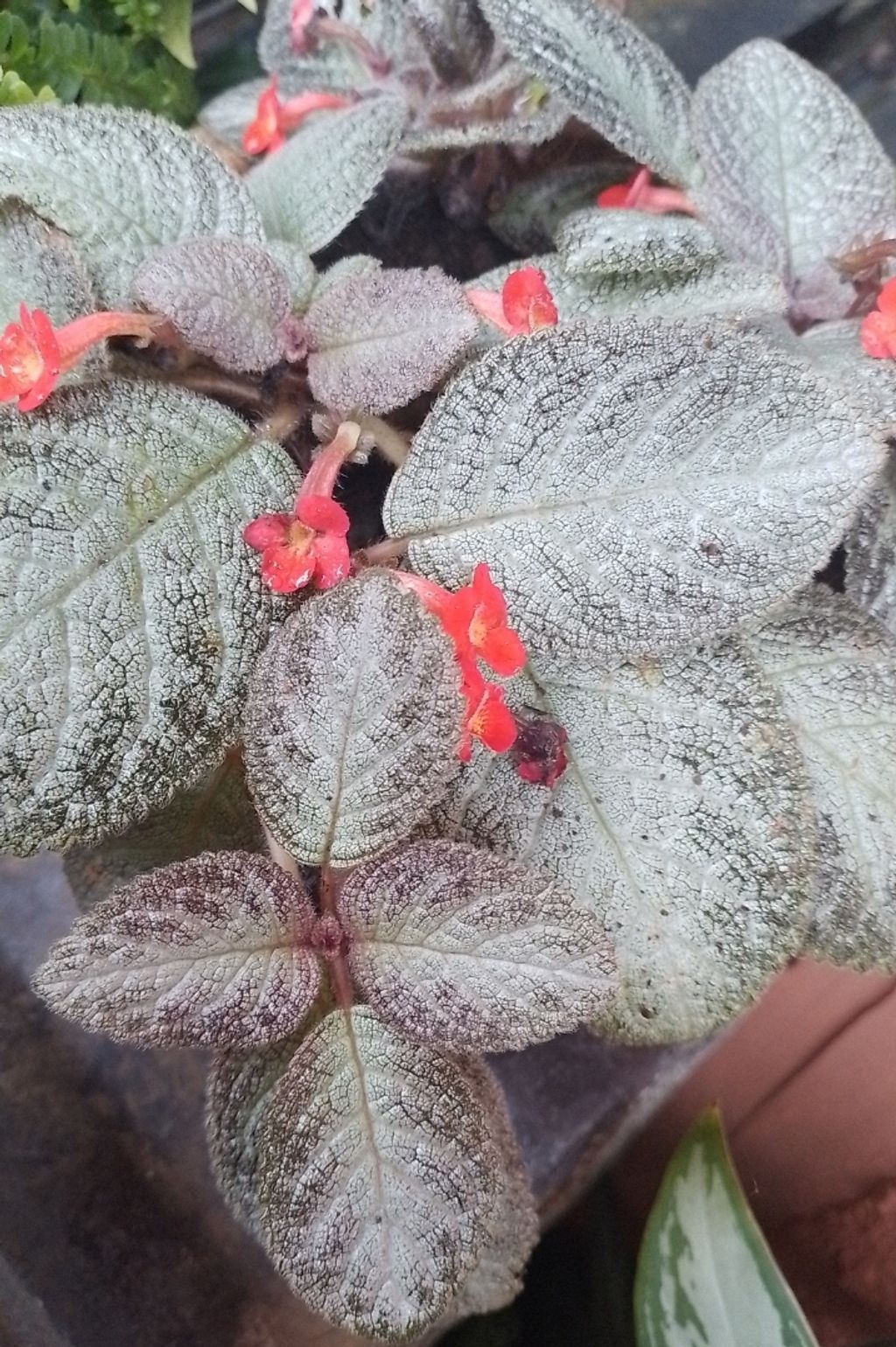 Screenshot_20230208-023947_Gallery