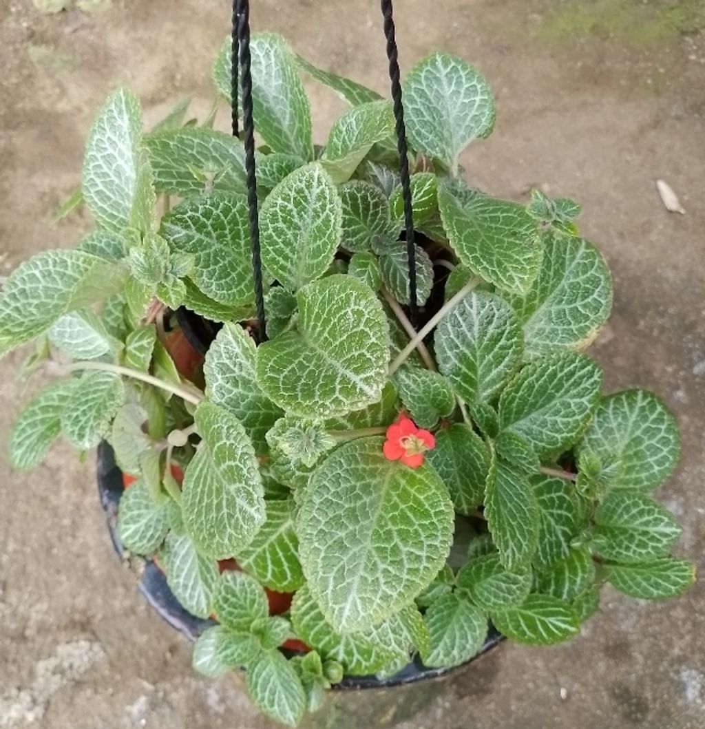 Screenshot_20230208-023806_Gallery