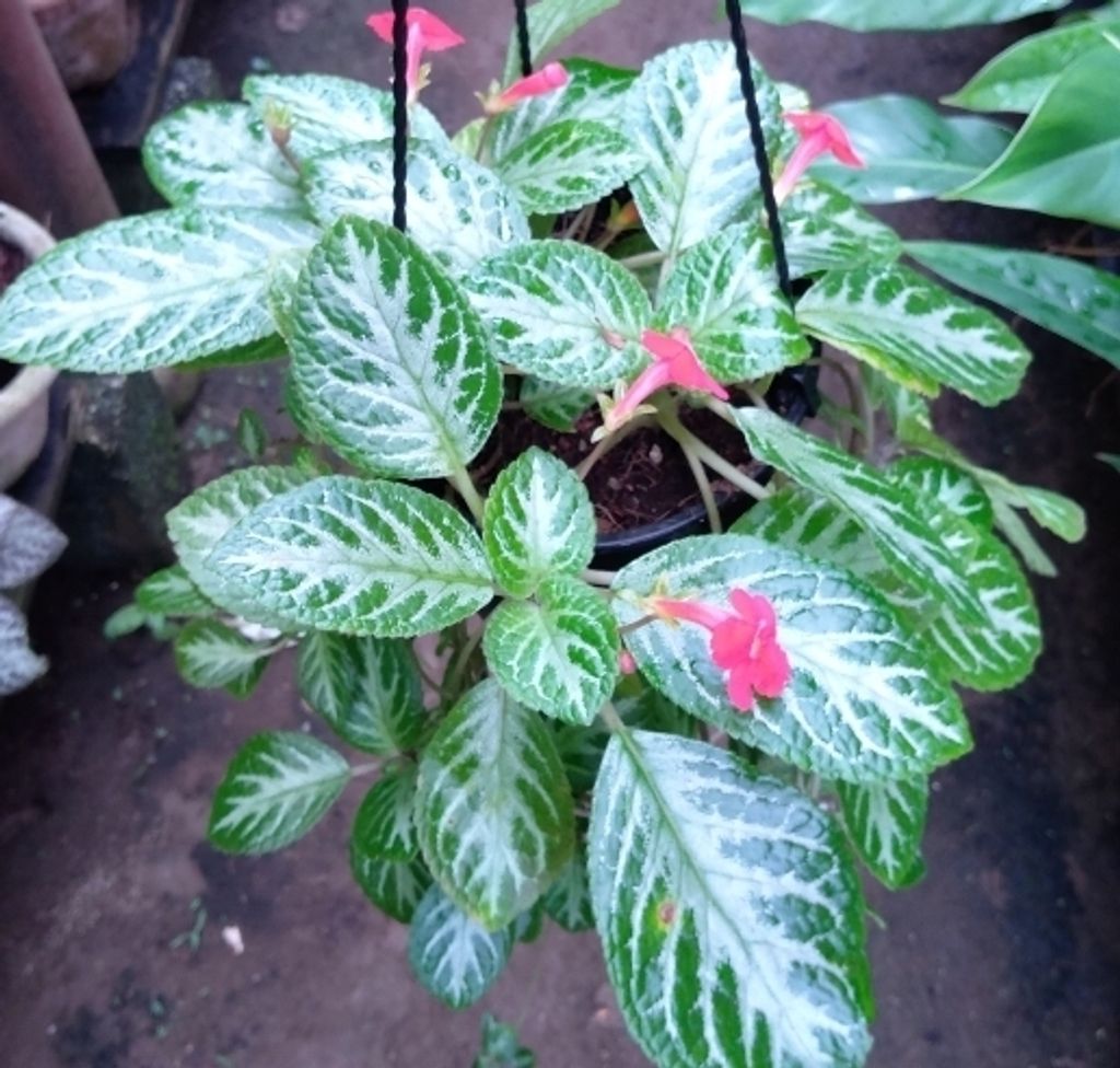 Screenshot_20230208-024917_Gallery