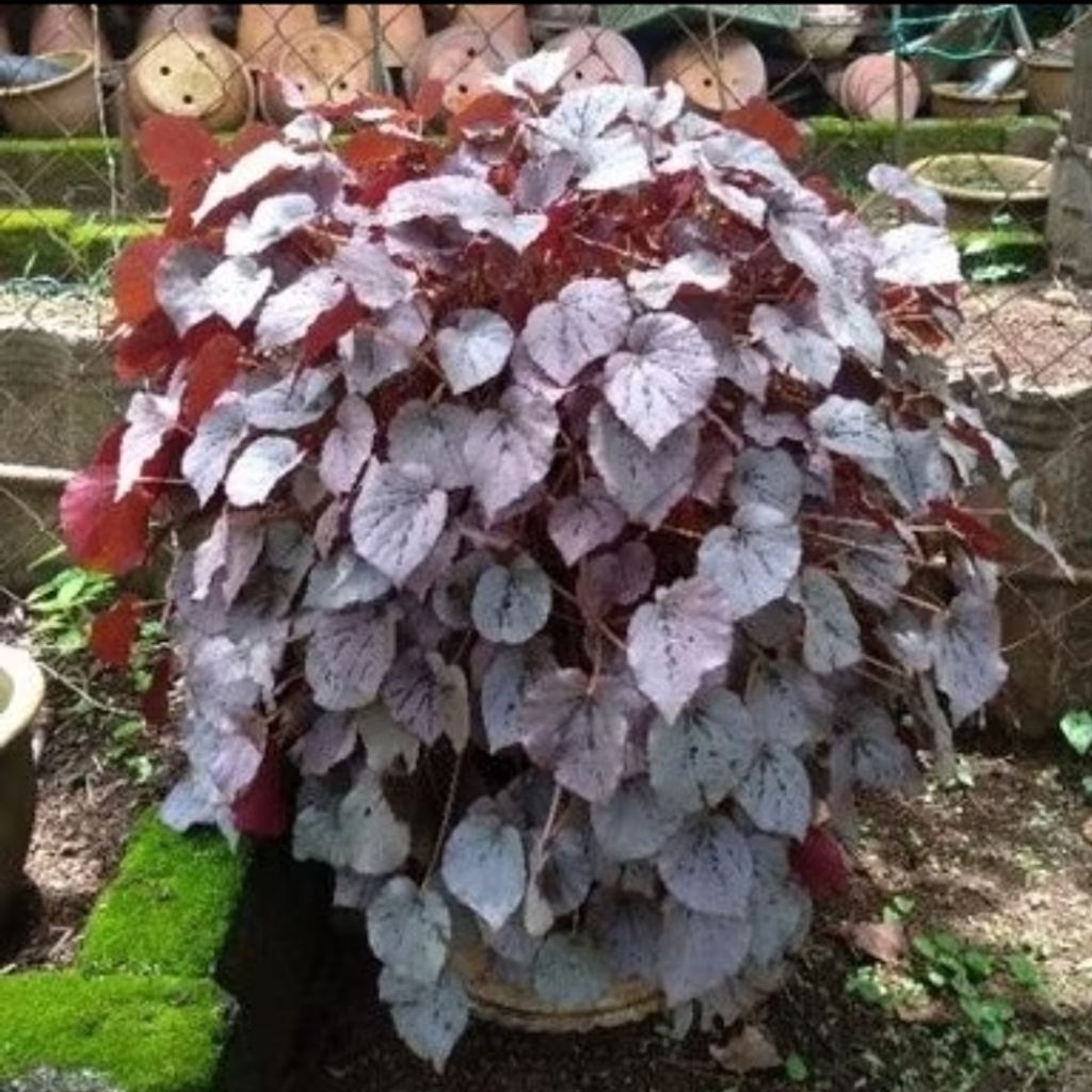 Screenshot_20250511_143253_Shopee