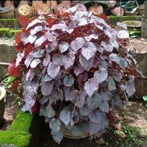 Screenshot_20250511_143253_Shopee