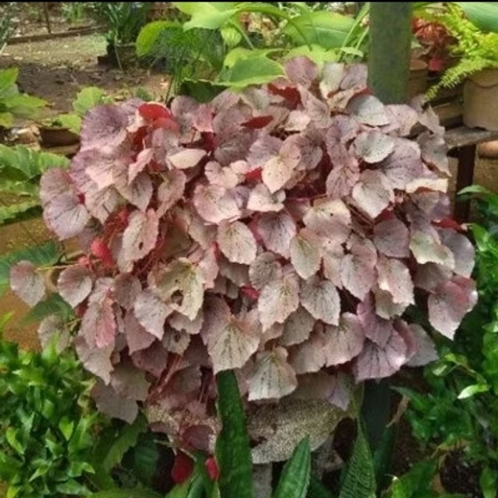 Screenshot_20250511_143304_Shopee