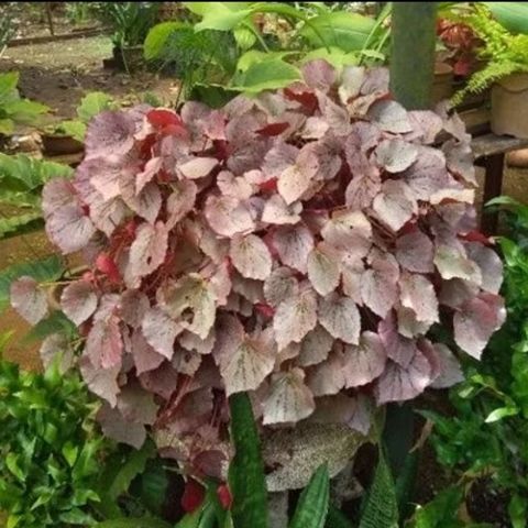 Screenshot_20250511_143304_Shopee