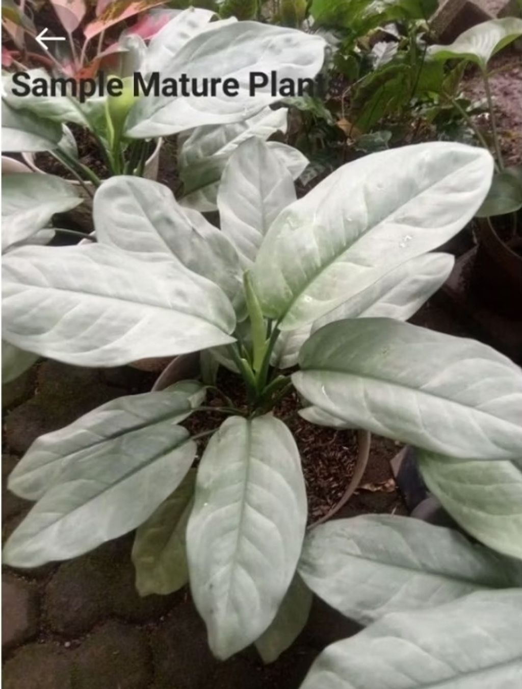 Screenshot_20250512_024040_Shopee