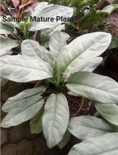 Screenshot_20250512_024040_Shopee