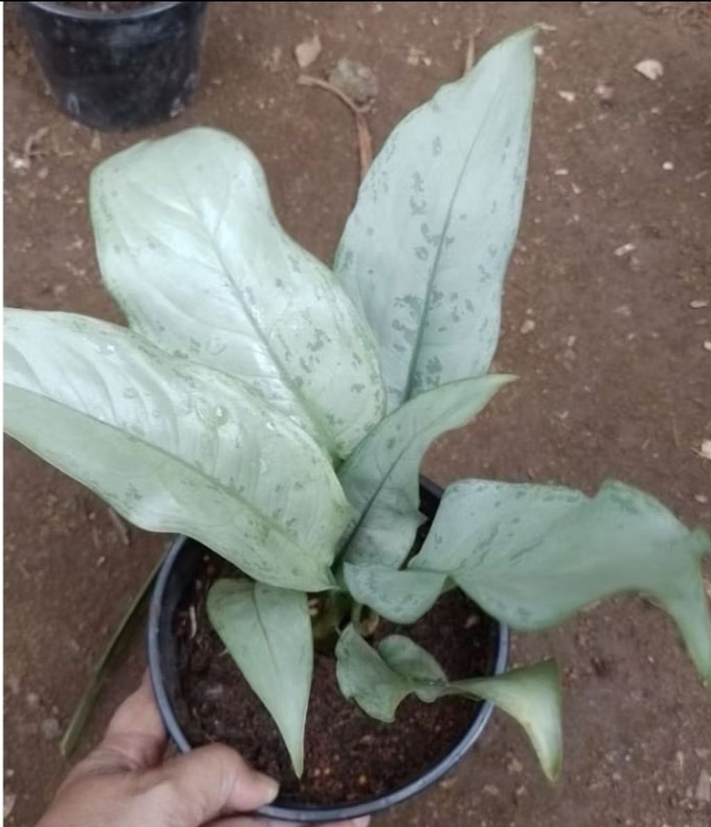 Screenshot_20250512_024058_Shopee