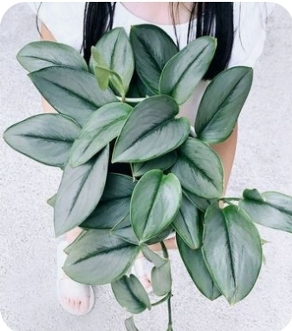 Screenshot_20250512_180717_Pinterest