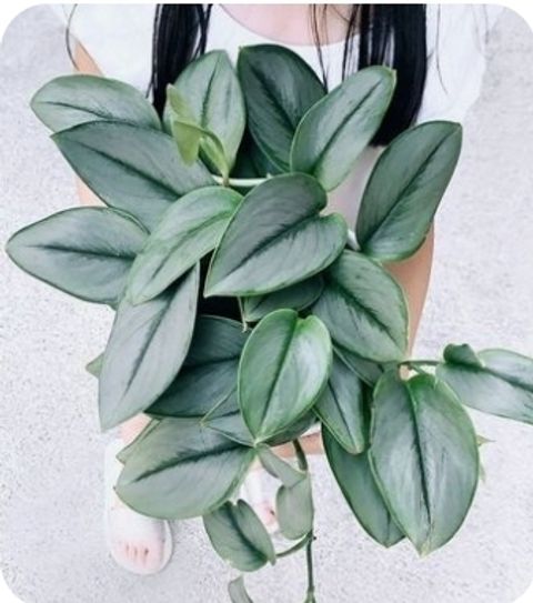 Screenshot_20250512_180717_Pinterest