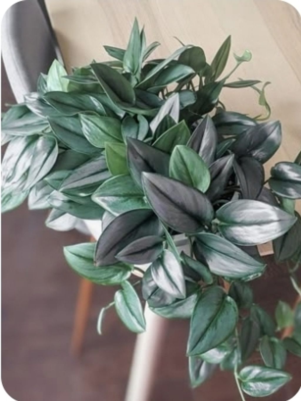 Screenshot_20250512_180550_Pinterest