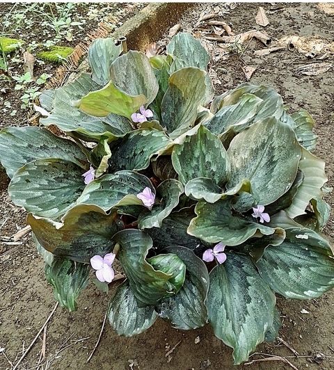 Screenshot_20250512_195047_Gallery