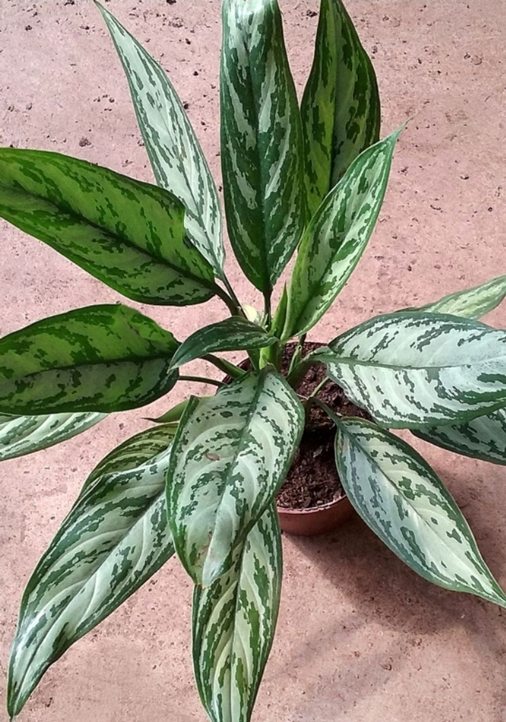 Screenshot_20250515_155906_Chrome