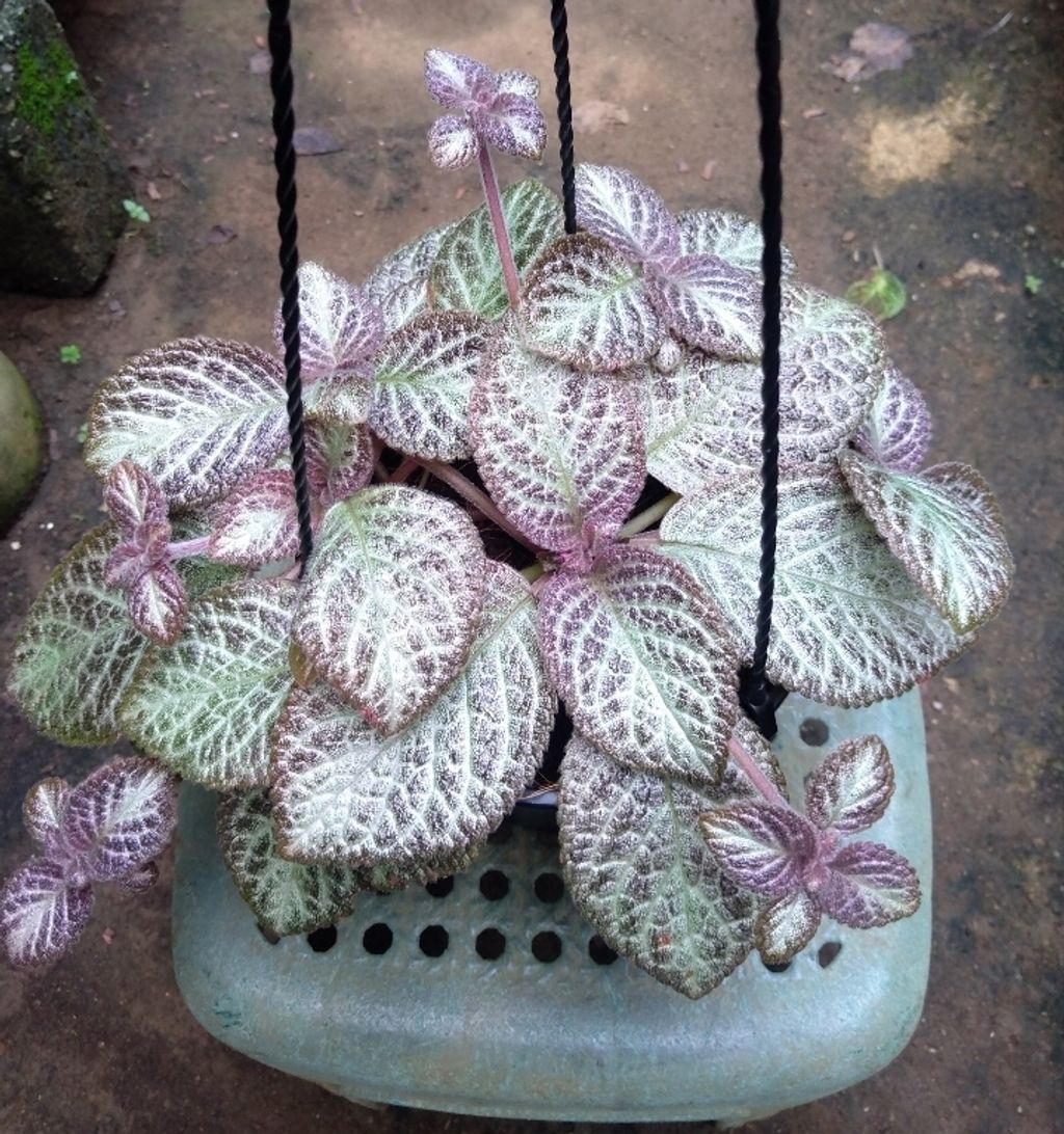 Screenshot_20250516_163434_Gallery