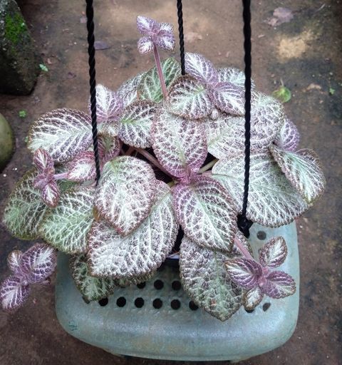 Screenshot_20250516_163434_Gallery