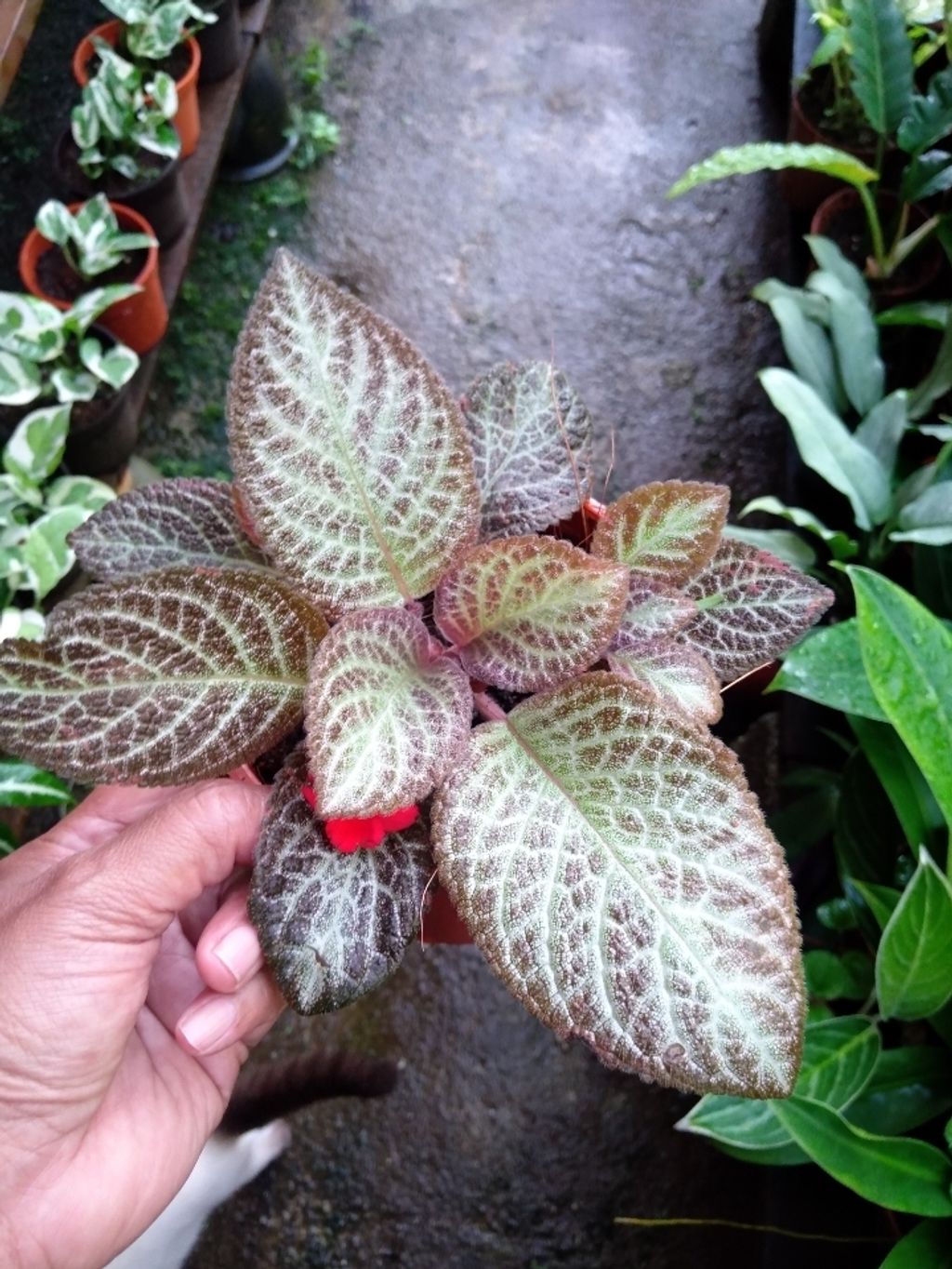 Screenshot_20250516_163327_Gallery