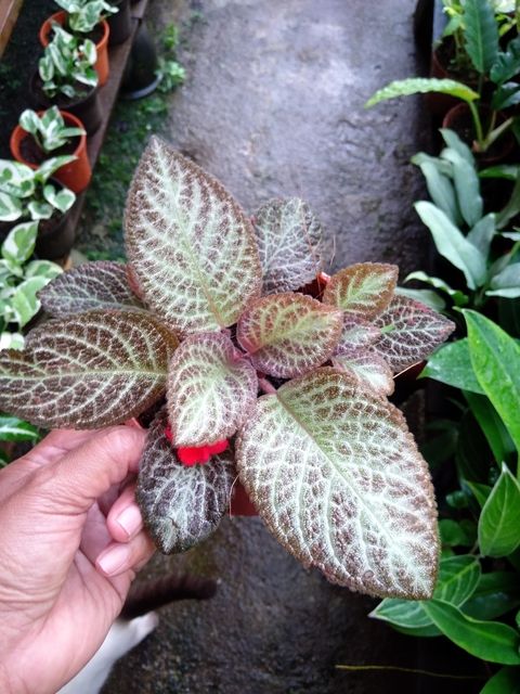 Screenshot_20250516_163327_Gallery