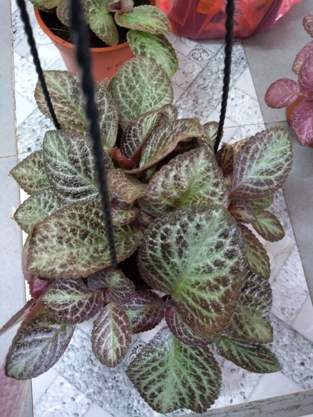 Screenshot_20250516_163533_Gallery