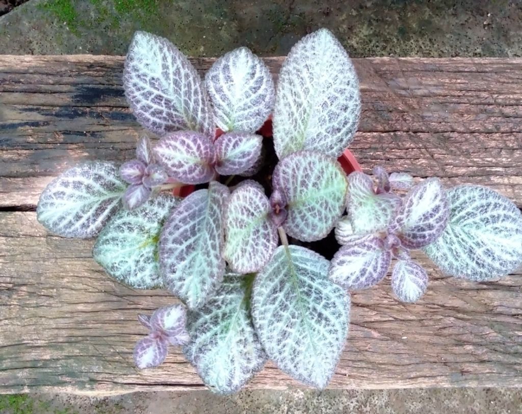 Screenshot_20250516_163602_Gallery