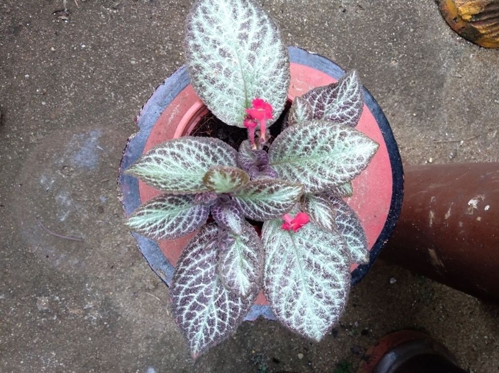 Screenshot_20250516_163306_Gallery