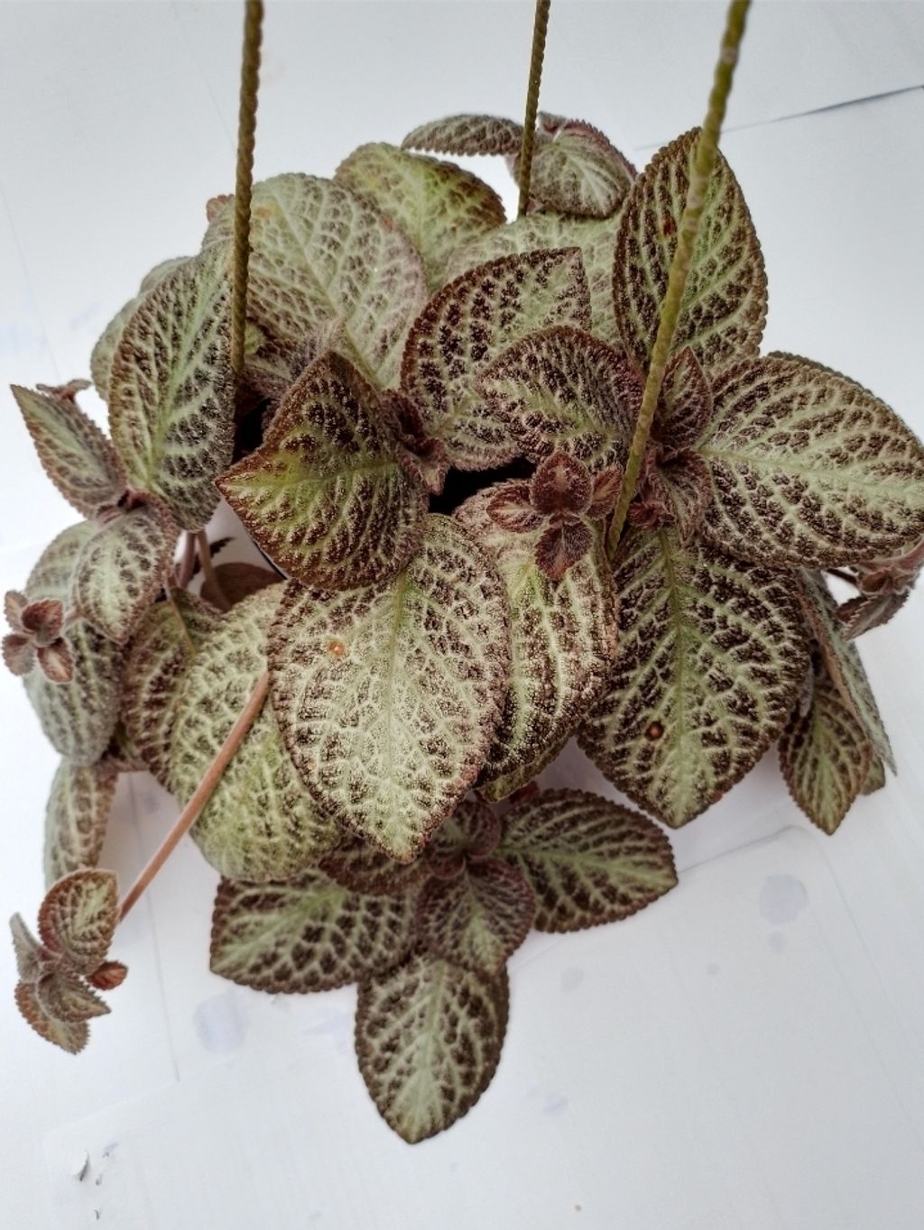 Screenshot_20250516_163715_Gallery