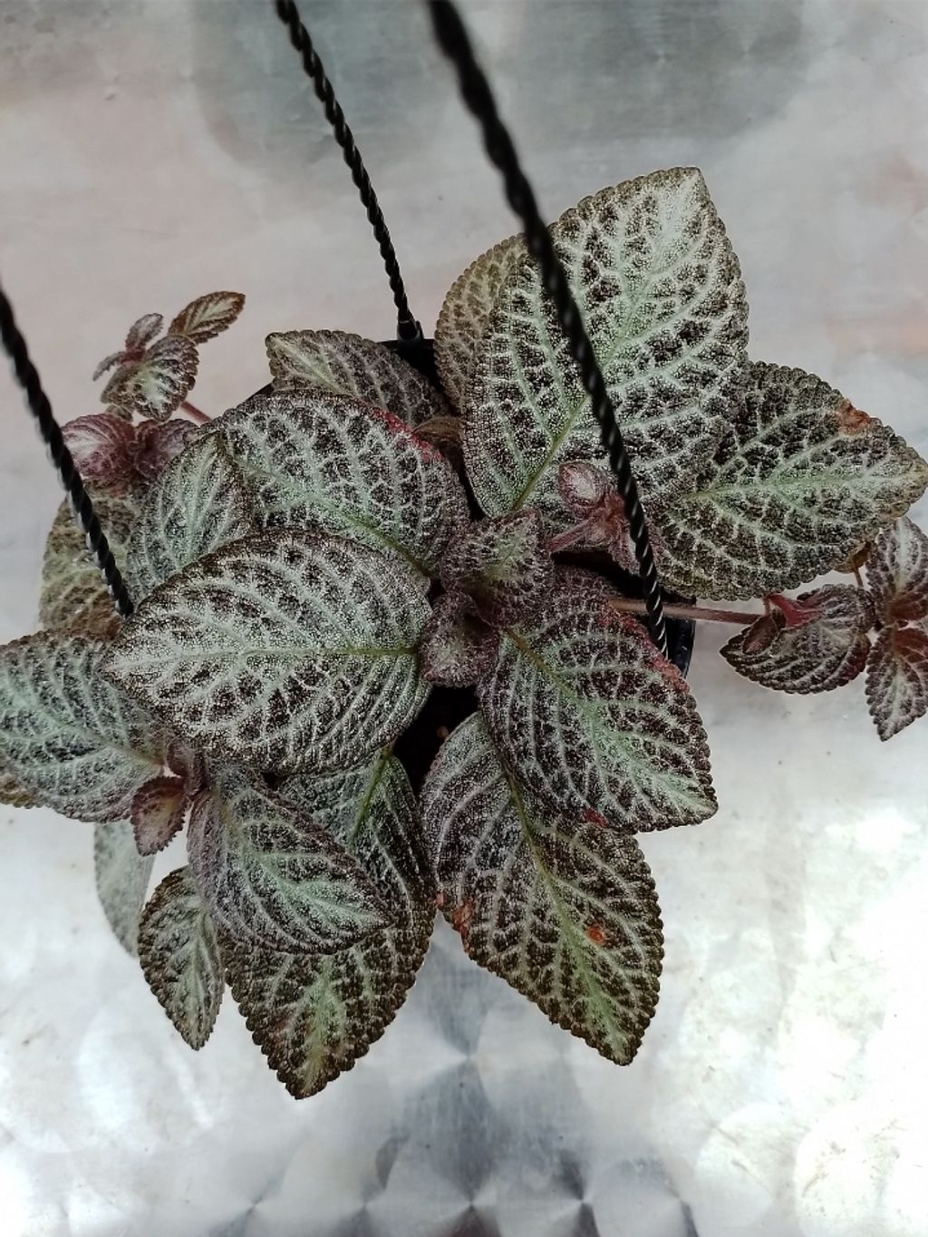 Screenshot_20250516_163808_Gallery