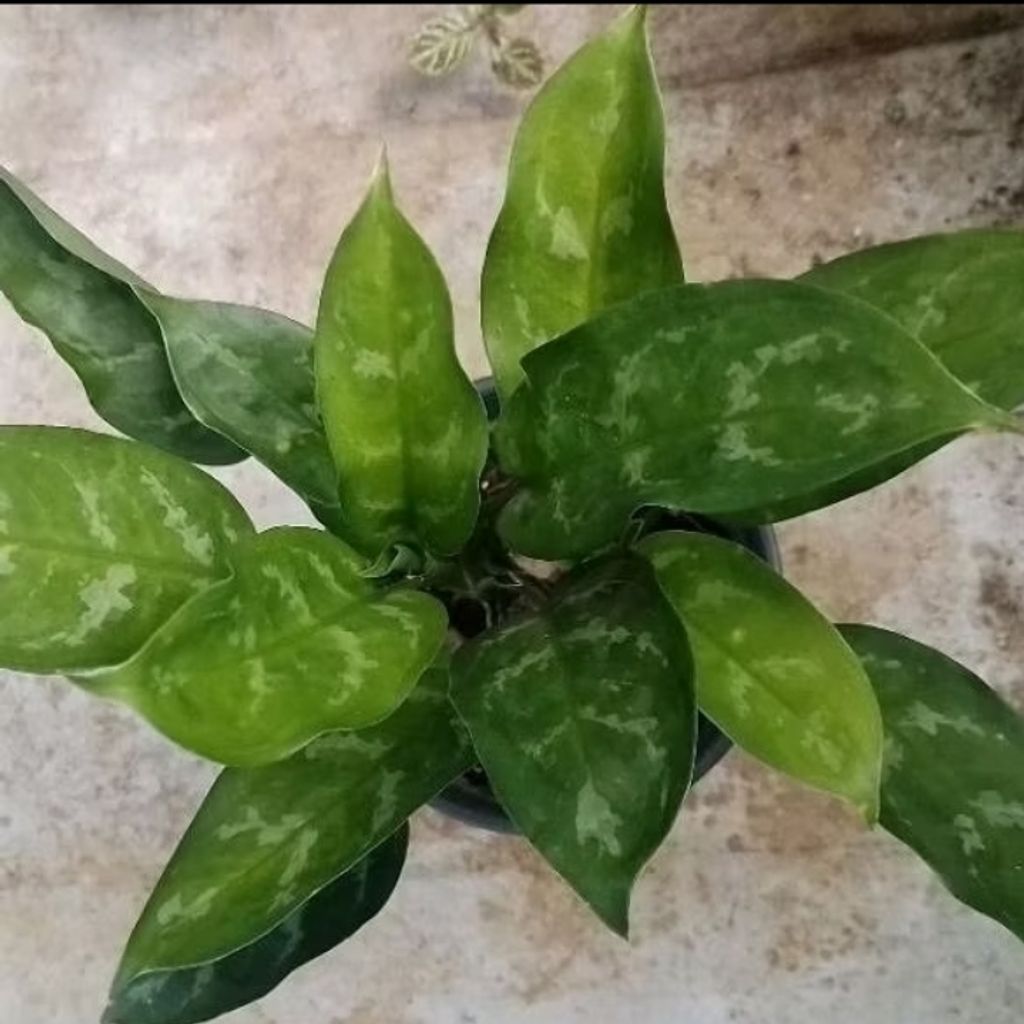 Screenshot_20250516_221507_Shopee