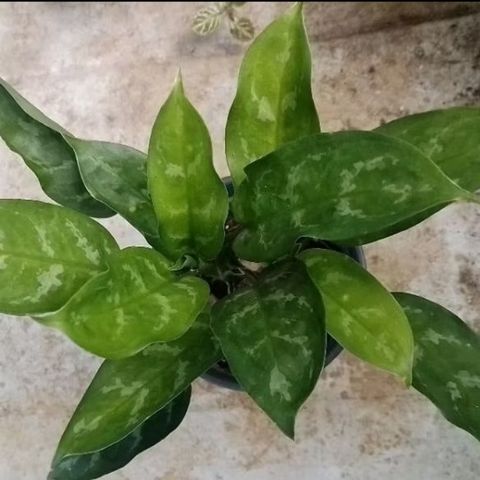 Screenshot_20250516_221507_Shopee