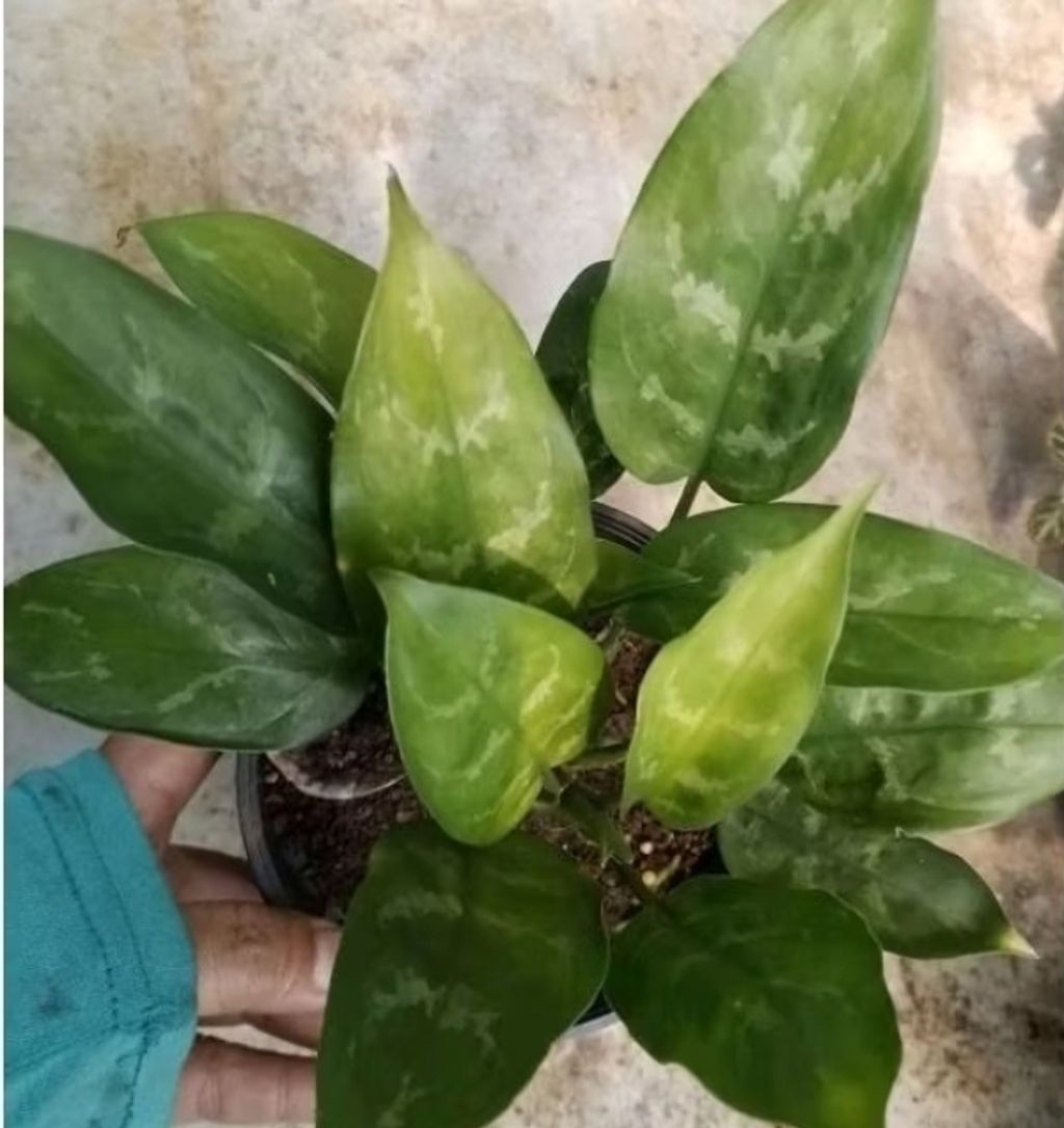 Screenshot_20250516_221443_Shopee