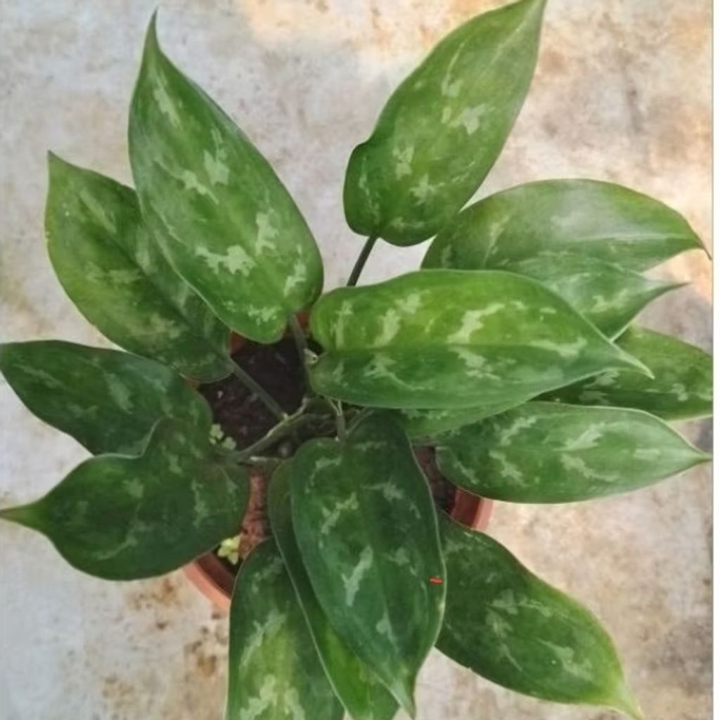 Screenshot_20250516_221430_Shopee