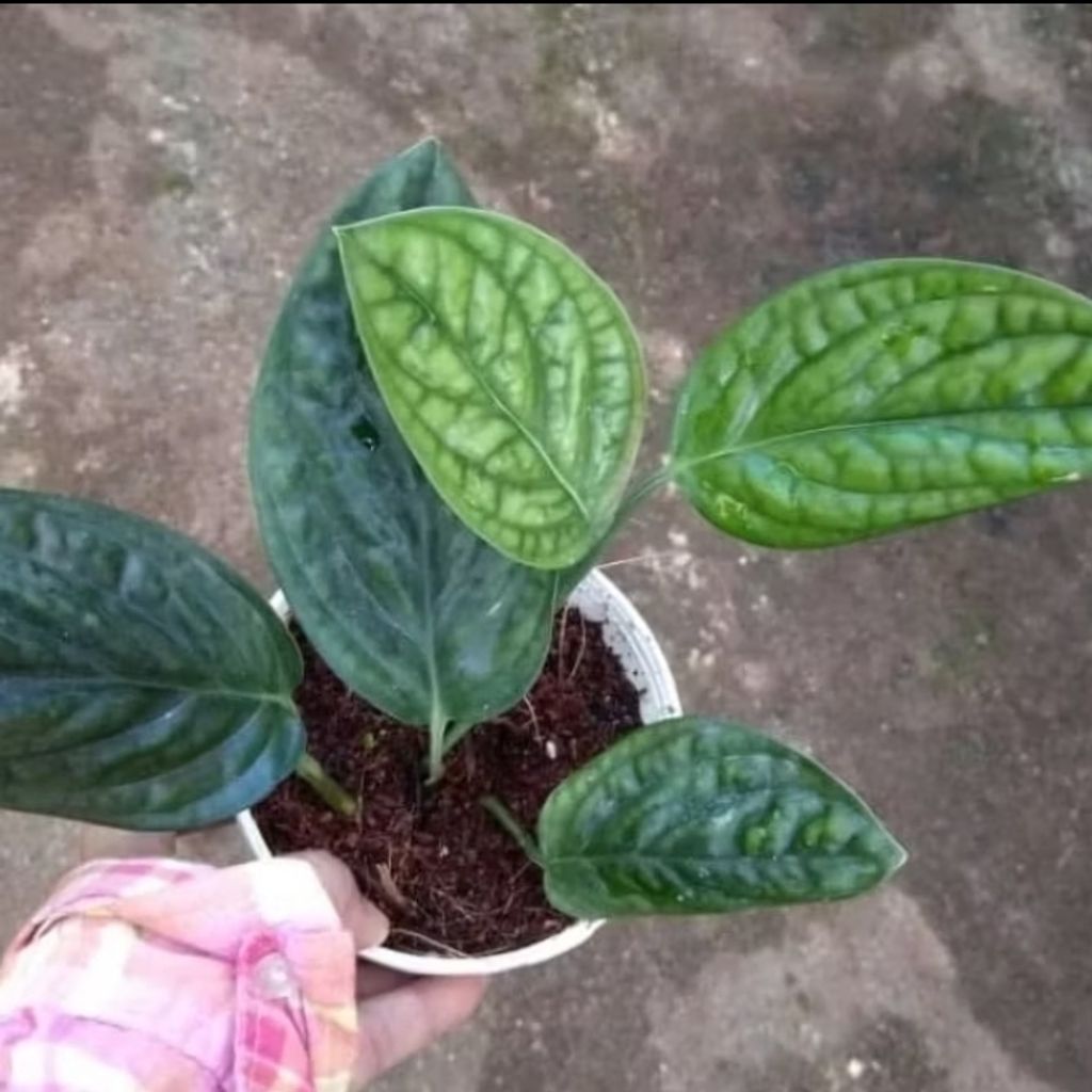 Screenshot_20250516_225032_Shopee