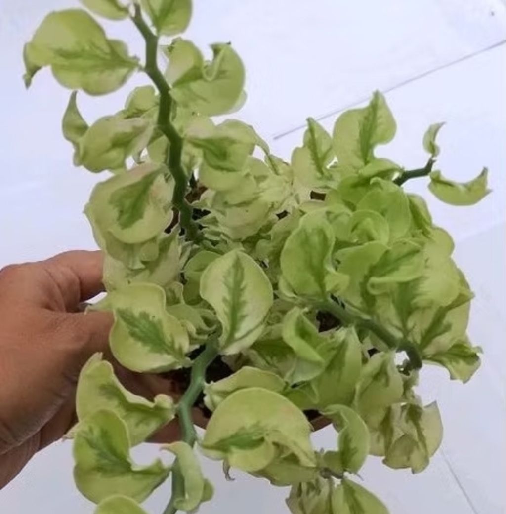 Screenshot_20250518_150811_Shopee