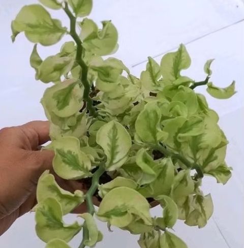 Screenshot_20250518_150811_Shopee