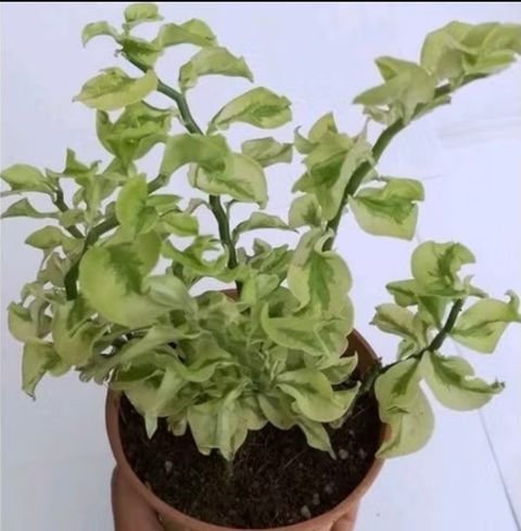 Screenshot_20250518_150756_Shopee