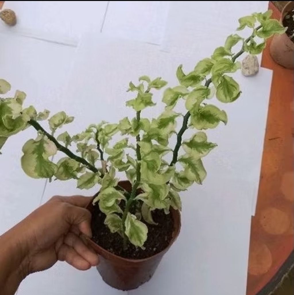 Screenshot_20250518_150834_Shopee