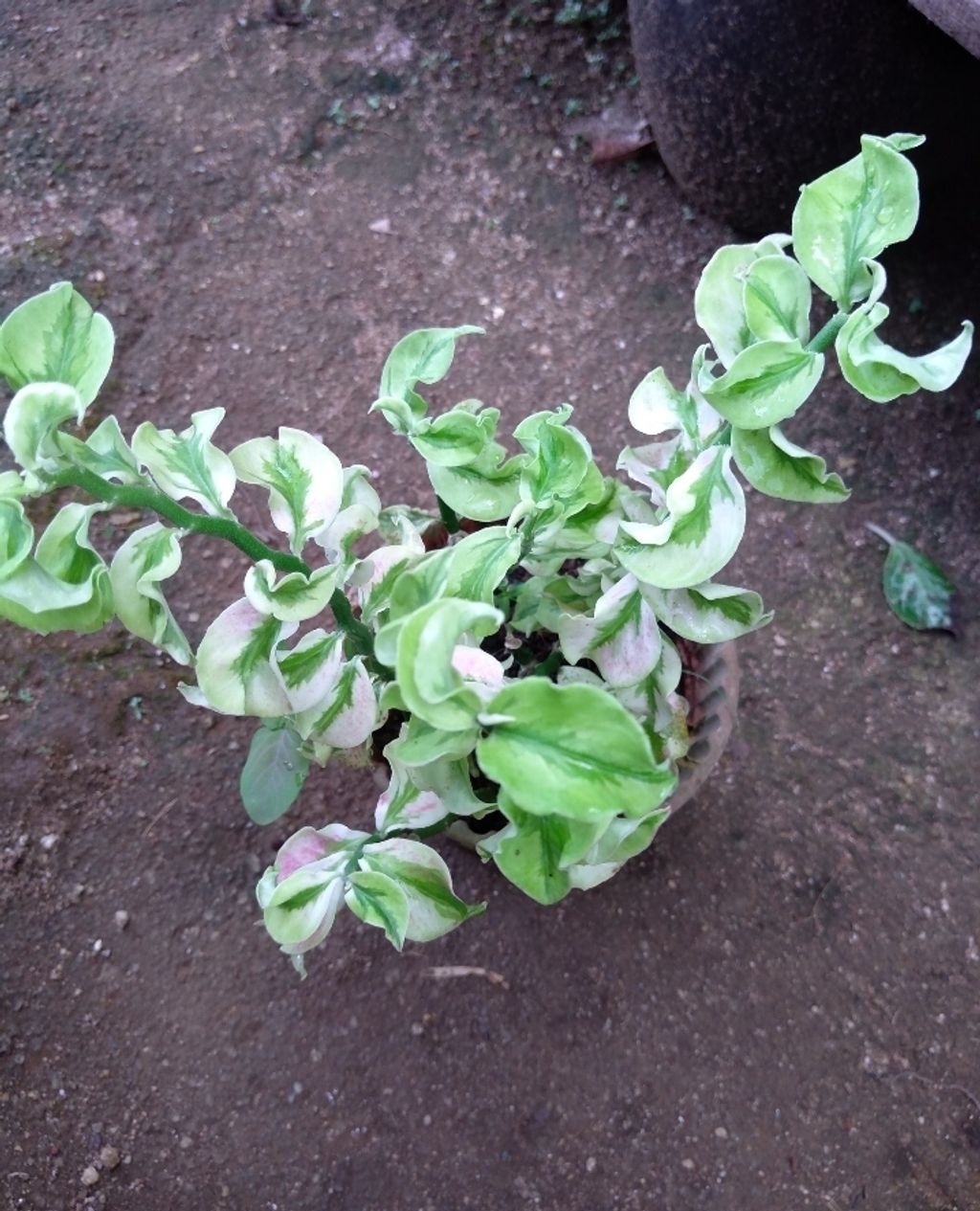 Screenshot_20250518_151526_Gallery