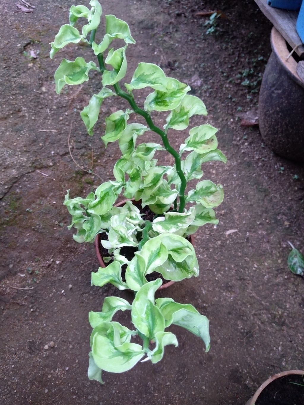 Screenshot_20250518_151542_Gallery