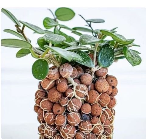 Screenshot_20250519_140426_Shopee