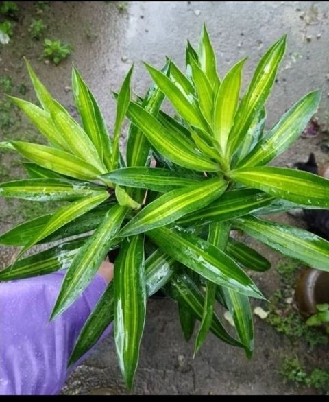 Screenshot_20250519_163924_Shopee