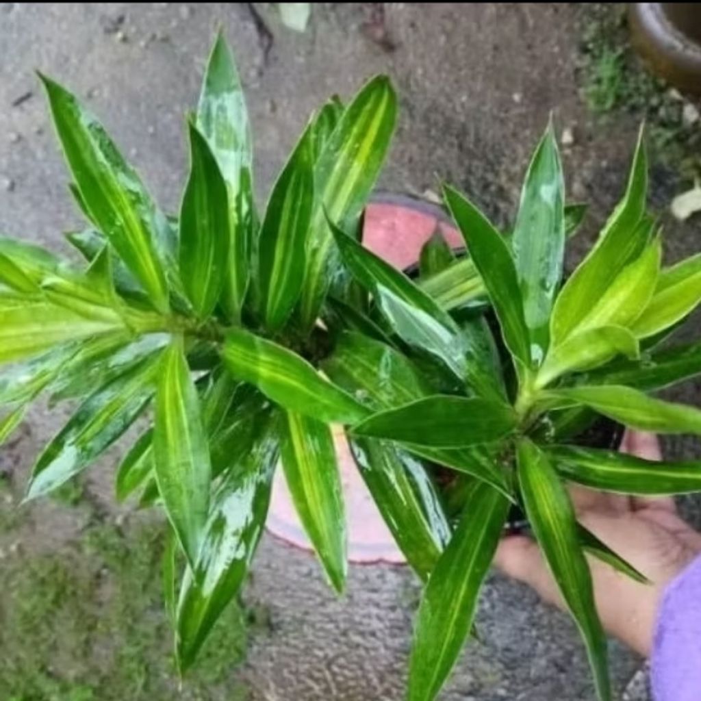 Screenshot_20250519_163914_Shopee